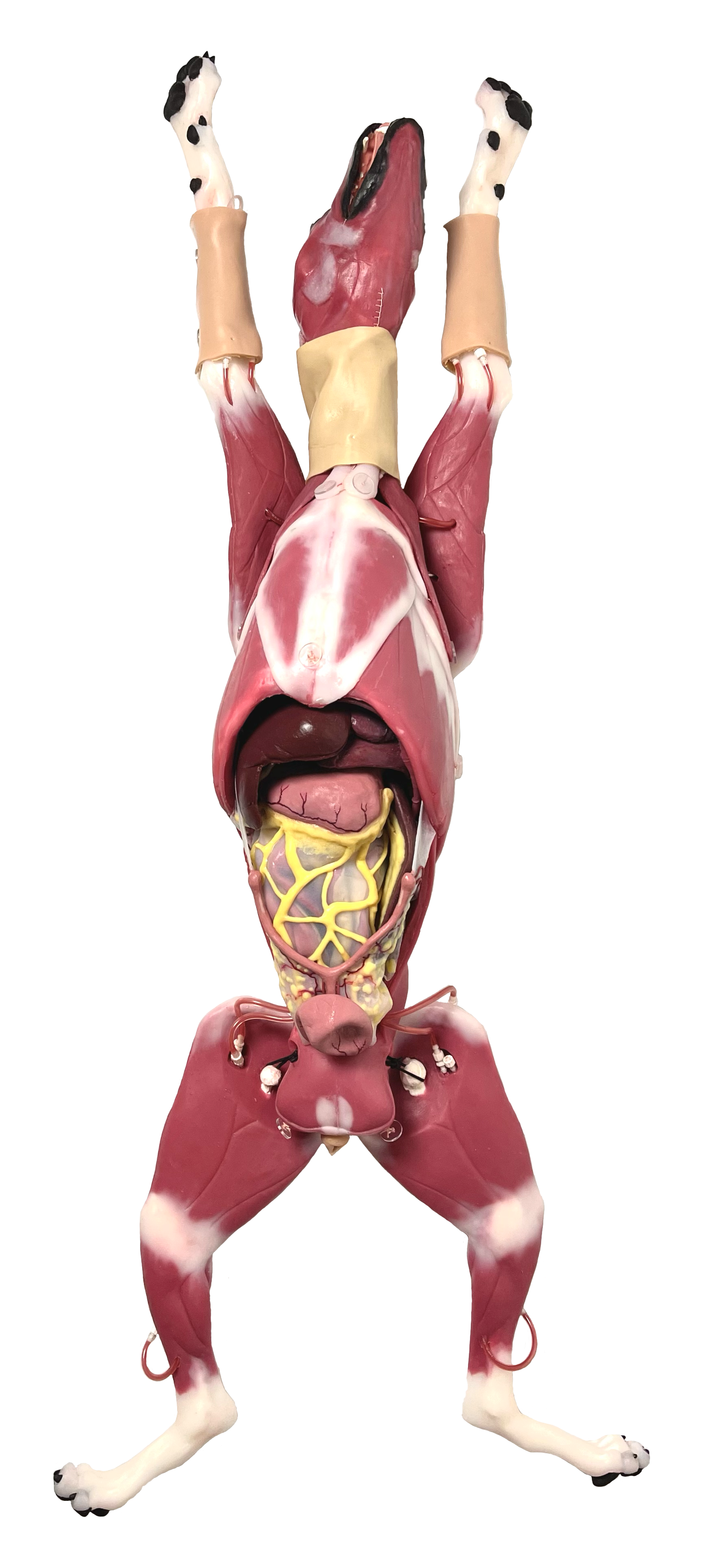 (121002) Hybrid Surgical Canine