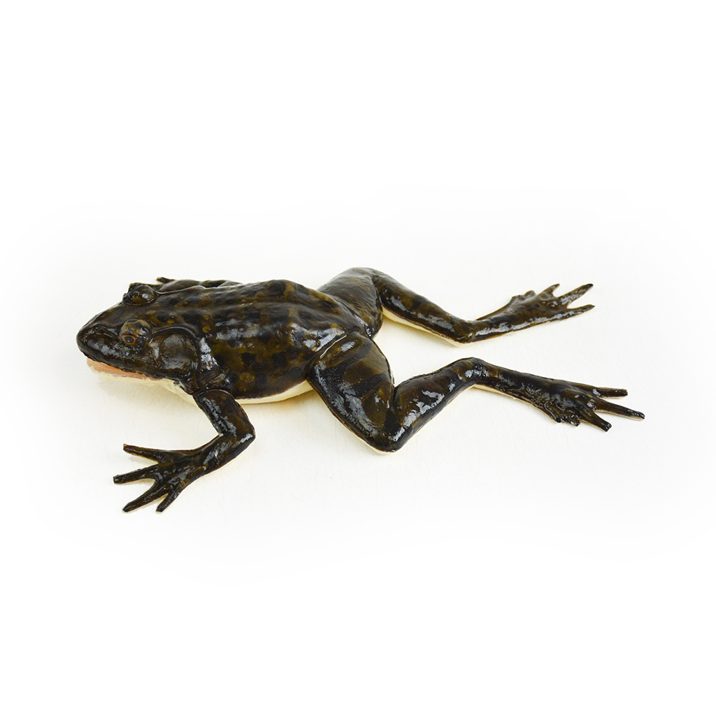 (124001) SynFrog Dissection Model