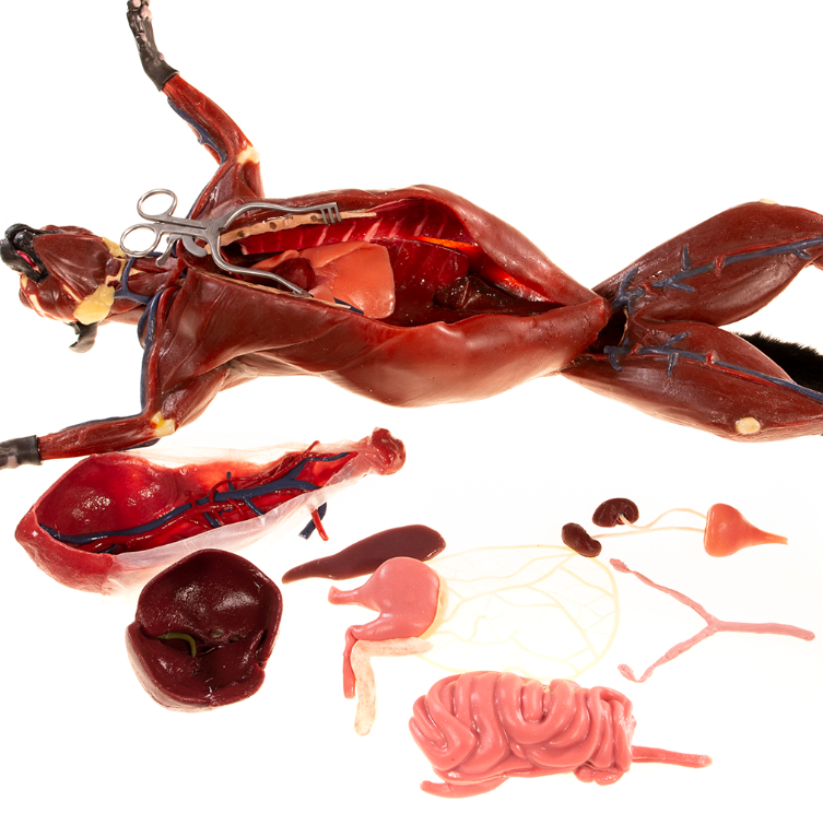 (126001) CopyCat Feline Anatomy Model