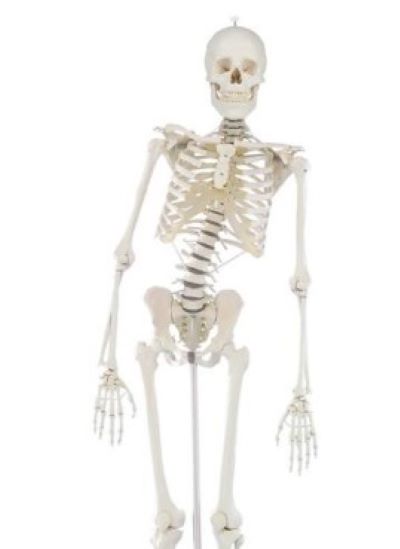 (3014) Skeleton Hugo with Movable Spine