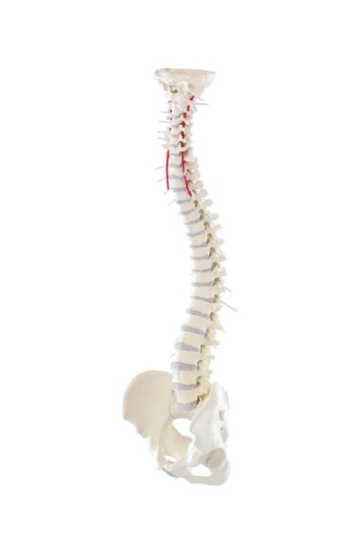 (4006) Vertebral Column with Pelvis