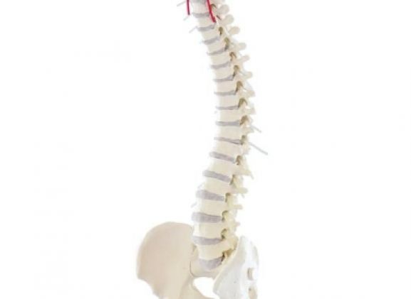 https://www.jayakelana.co.id/uploads/product/-4006-vertebral-column-with-13064435979d758_cover.jpg