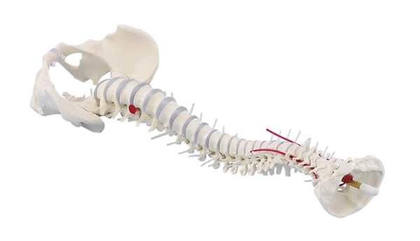 (4024) Standard Spine with Prolapse and Pelvis