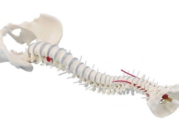 https://www.jayakelana.co.id/uploads/product/-4024-standard-spine-with-34360e046ca0196_cover.jpg