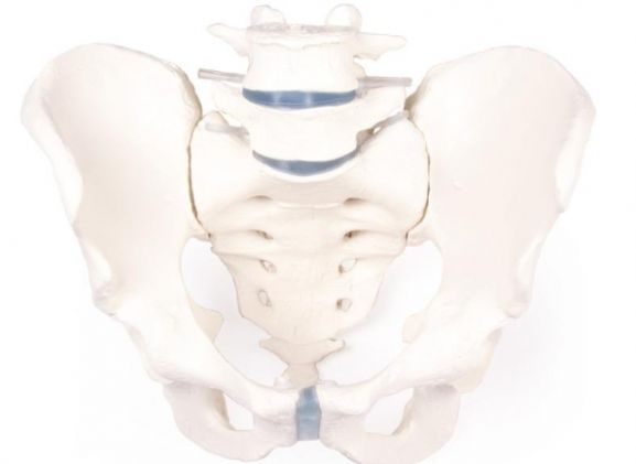 https://www.jayakelana.co.id/uploads/product/-4056-male-pelvis-with-458841694471302_cover.jpg