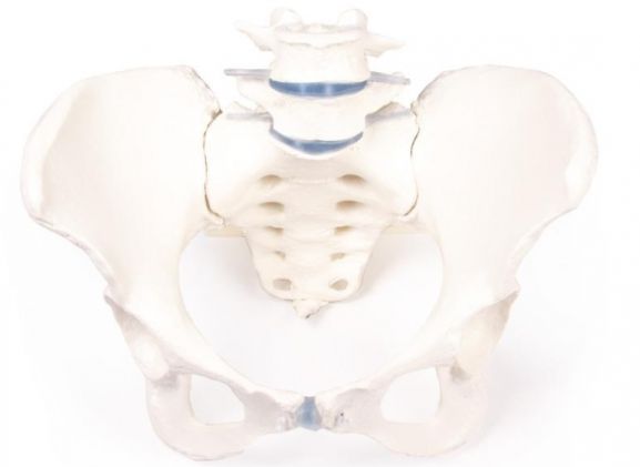 https://www.jayakelana.co.id/uploads/product/-4058-female-pelvis-with-12392abf9e9c169_cover.jpg