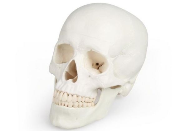 https://www.jayakelana.co.id/uploads/product/-4500-skull-model-3-95044f125b7bf2c_cover.jpg