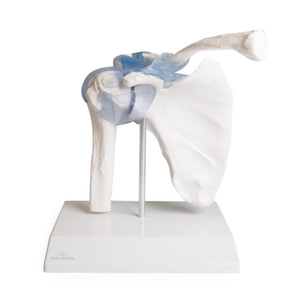 (4550) Shoulder Joint with Ligaments with Stand
