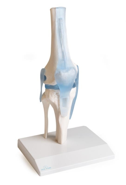 (4552) Knee Joint with Ligaments with Stand