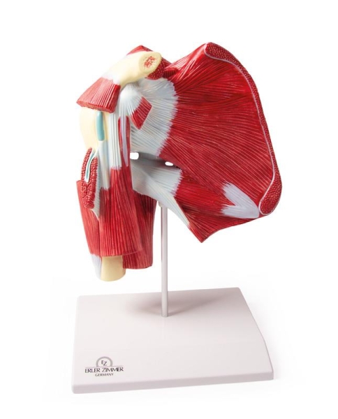 (4569) Model of Shoulder with Deep Muscle