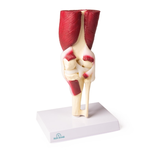 (4662) Knee Joint, life size, with Muscles