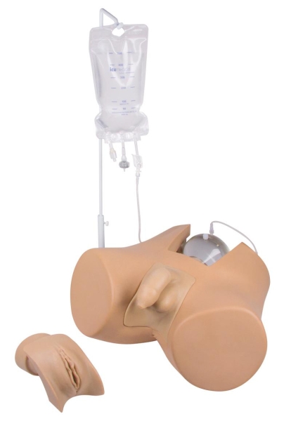 (7030) Catheterization Trainer w/ Male Genital Insert Henri and Female Genital Insert Florence