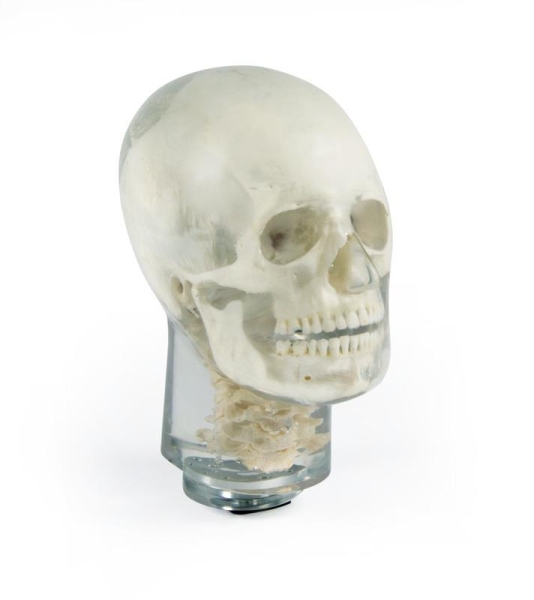 (7300) X-Ray Phantom Head with Cervical Vertebrae, Transparent