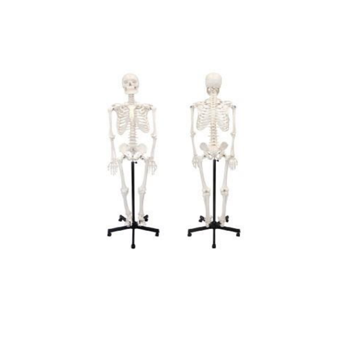 (A-104267) AXIS SCIENTIFIC CLASSIC HUMAN SKELETON 