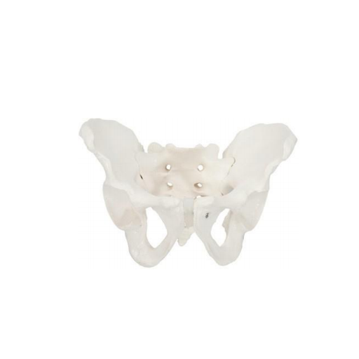 (A-104275) AXIS SCIENTIFIC MALE SKELETAL PELVIS 