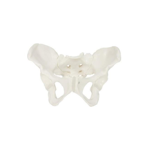 (A-104276) AXIS SCIENTIFIC FEMALE SKELETAL PELVIS 