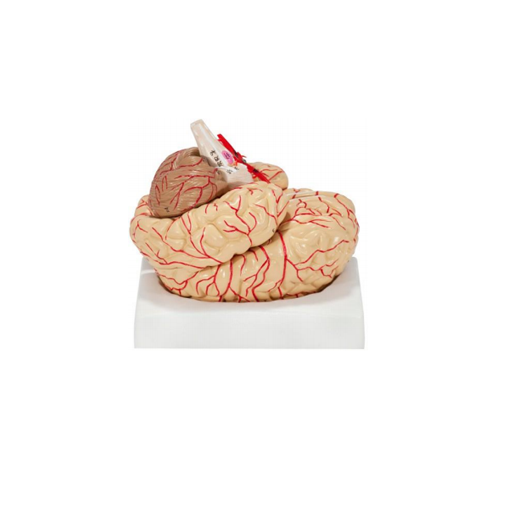 (A-104277) AXIS SCIENTIFIC 8-PART DELUXE HUMAN BRAIN WITH ARTERIES 
