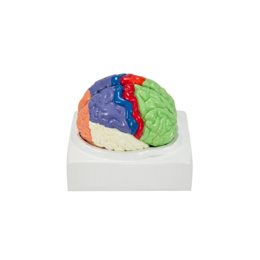 (A-104278) AXIS SCIENTIFIC LIFE-SIZE REGIONAL 2-PART HUMAN BRAIN 