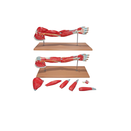 (A-104284) AXIS SCIENTIFIC PREMIUM LIFE-SIZE MUSCLED ARM IN 7 PARTS 