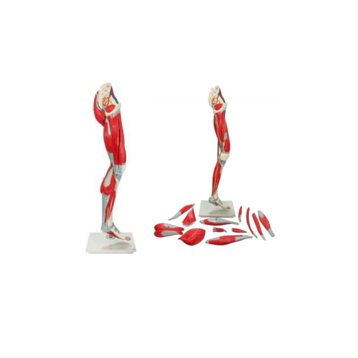 (A-104285) AXIS SCIENTIFIC PREMIUM LIFE-SIZE HUMAN LEG MUSCULATURE 