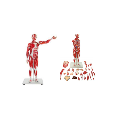 (A-105165) AXIS SCIENTIFIC 27-PART HALF LIFE-SIZE MUSCULAR FIGURE 