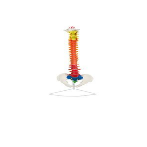 (A-105167) AXIS SCIENTIFIC DIDACTIC FLEXIBLE VERTEBRAL COLUMN