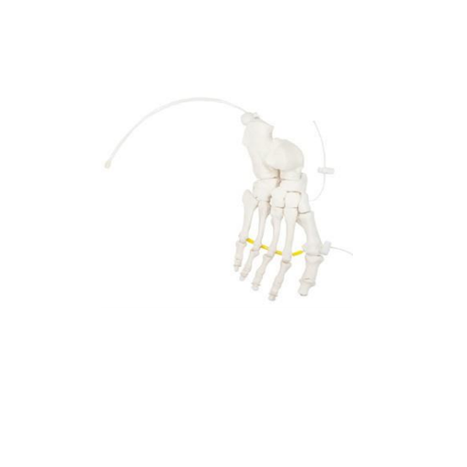 (A-105174) AXIS SCIENTIFIC FOOT SKELETON 