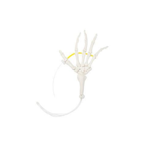 (A-105175) AXIS SCIENTIFIC HAND SKELETON 