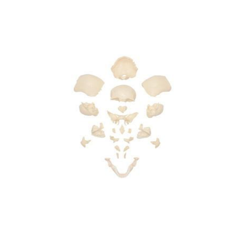 (A-105179) AXIS SCIENTIFIC 22-PART DISARTICULATED LIFE-SIZE HUMAN SKULL 