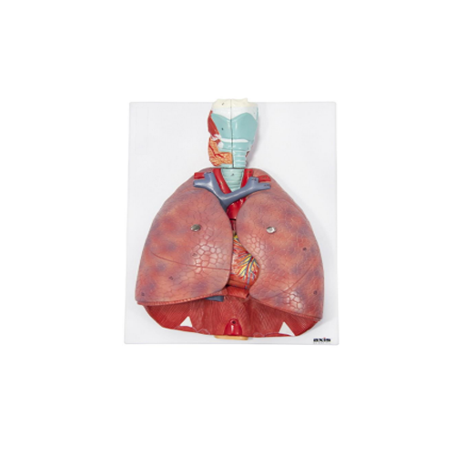 (A-105184) AXIS SCIENTIFIC 7-PART HUMAN RESPIRATORY SYSTEM (3/4 LIFE-SIZE)