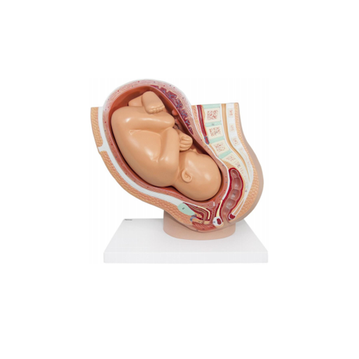 (A-105189) AXIS SCIENTIFIC PREGNANCY PELVIS WITH MATURE FETUS 