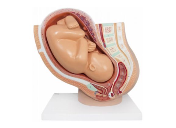 https://www.jayakelana.co.id/uploads/product/-a-105189-axis-scientific-pregnancy-154785094ebbdf1_cover.png