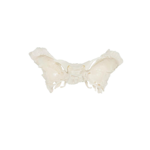 (A-105195) AXIS SCIENTIFIC SPHENOID BONE 