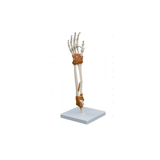 (A209) ANATOMICAL MODEL - HAND & ELBOW JOINT 