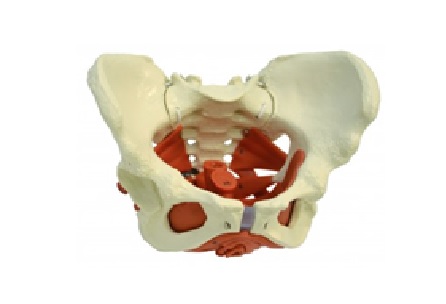 (A276) ANATOMICAL MODEL - FEMALE PELVIS WITH PELVIC FLOOR MUSCLES 