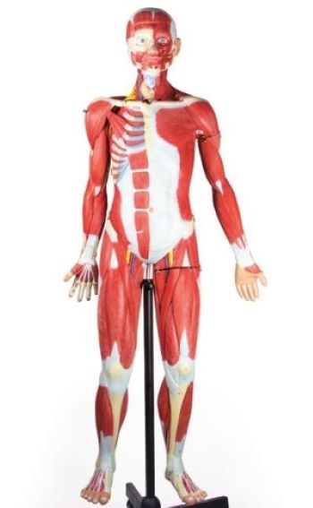 (B190) Muscular Figure, 2/3 Life Size, 32 Parts