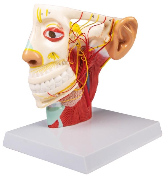 (C131) Nerves of the Head