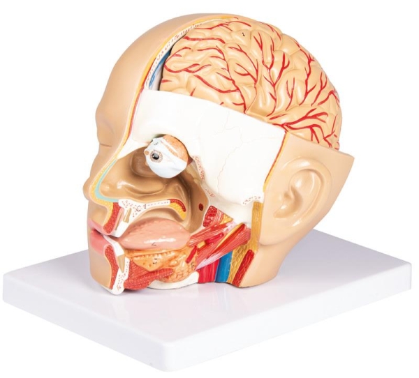 (C250) Head Model, 4 parts - EZ Augmented Anatomy