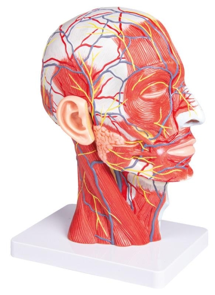 (C314) Half Head, life size