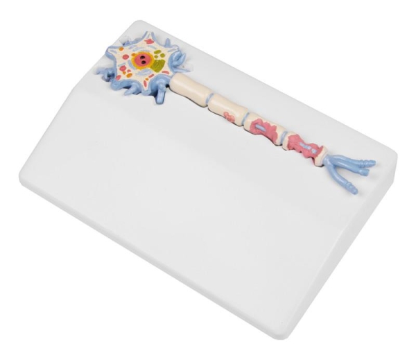 (C45) Neuron Model with Stages of Multiple Sclerosis, EZ Augmented Anatomy