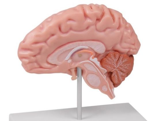 https://www.jayakelana.co.id/uploads/product/-c915-anatomical-brain-half--78130aa2e316da1_cover.jpg