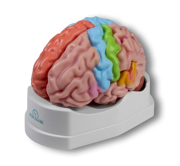 (C922) Functional and Regional Brain Model, life-size, 5 parts - EZ Augmented Anatomy
