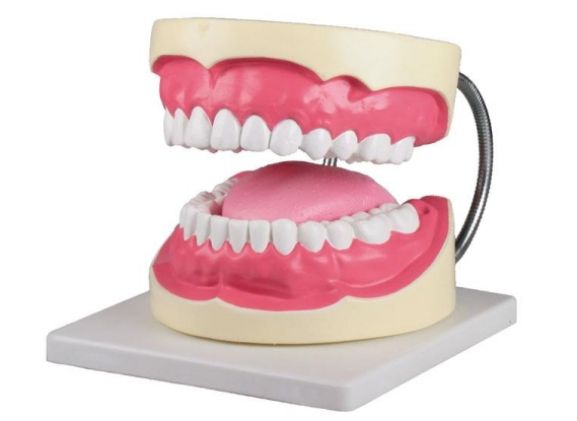 https://www.jayakelana.co.id/uploads/product/-d216-oral-hygiene-model-92598cdedd7ab29_cover.jpg