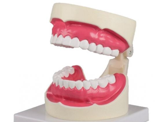 https://www.jayakelana.co.id/uploads/product/-d217-oral-hygiene-model-194570d2dd1fc6f_cover.jpg
