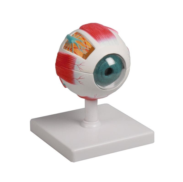 (F210) Eye Model, 4 Times Life Size, 6 parts - EZ Augmented Anatomy