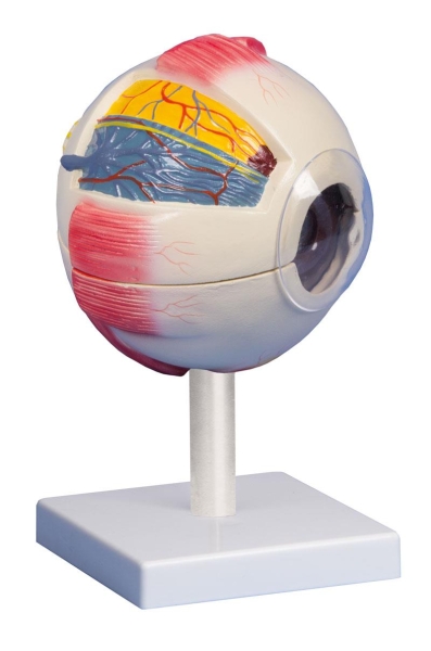 (F220) Eye, 6 Times Life Size, 6 parts