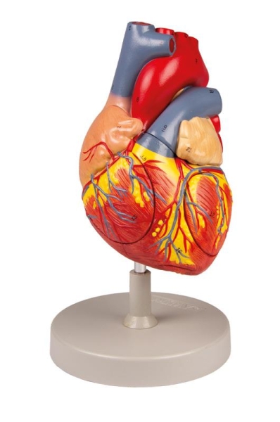 (G112) Human Heart, 2x life size, 4 parts