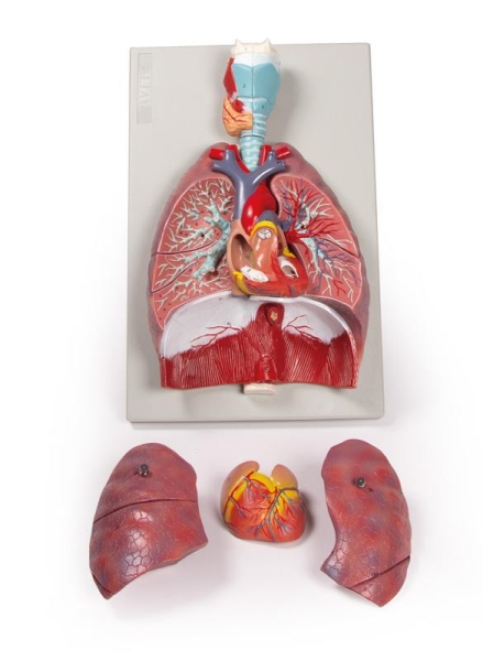 (G115) Lungs, Heart and Pharynx, 7 parts