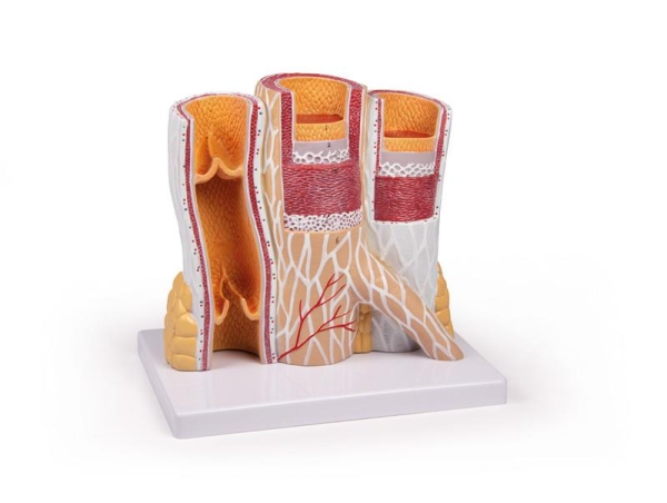 (G142) Artery and Vein Model, 20 times life size