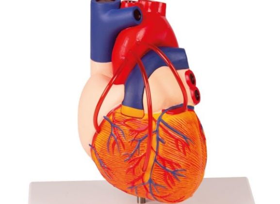 https://www.jayakelana.co.id/uploads/product/-g205-heart-with-bypass-861038a94bbcbe8_cover.jpg